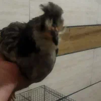 مرغ خروس گلین اصل و جوجه هاشون|حیوانات مزرعه|شهرکرد, |دیوار