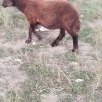 بره ماده افشار