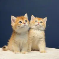 بریتیش رنگ جذاب گلد ny12 کیفیت بی همتا