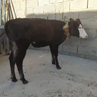 گوساله ماده ۱۷۰کیلویی