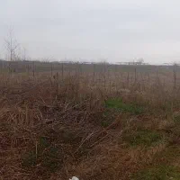 فروش-3000متر-باغ-کیوی-روستای-جماکوه