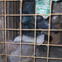 کبوتر پلاکی دورگ|پرنده|بهبهان, |دیوار