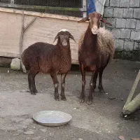 گوسفند بابره ماده|حیوانات مزرعه|شیرگاه, |دیوار