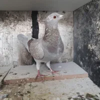 فروش کفتر کوهی . نامور.شازده.طوقی|پرنده|گل تپه, |دیوار