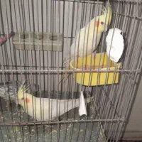 عروس هلندی|پرنده|تهران, آهنگ|دیوار