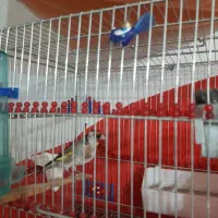 سهره نر رسمی طوق سیاه  نما .نشون دار مست مست.