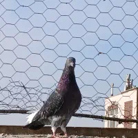 یه جوجه غریب گیری دستپر سفید