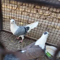 سر سفید پشت سبز نر|پرنده|انار, |دیوار