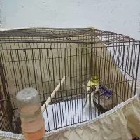 قناری نر  با قفس مفت|پرنده|شاهین‌شهر, گزبرخوار|دیوار