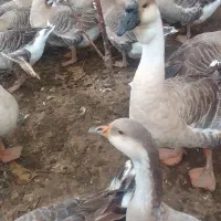 غاز مولدقوغازاکراینی غاز دورگه قوغازسفیدغازمحلی|حیوانات مزرعه|آستانه اشرفیه, |دیوار