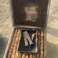 زنبور ۷ قاب ۸ قاب ۹ قاب نژاد کارنیکا