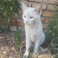 گربه|گربه|داران, |دیوار