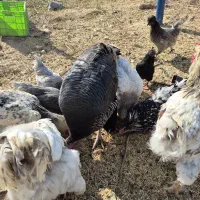 بوقلمون ماده