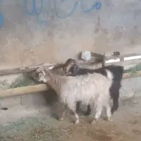 بزغاله ماده چاق