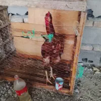 خروس لاری اصیل