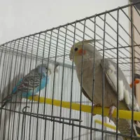 عروس هلندی|پرنده|فرخ‌شهر, |دیوار