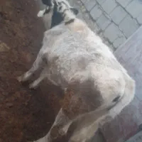 گوساله نر هلشتاین