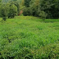 فروش زمین باغی