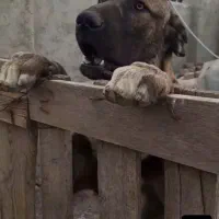 واگذاری توله سرابی|سگ|محمدیه-قزوین, |دیوار