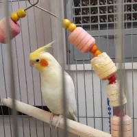 عروس لوتینو ماده