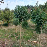 برگ نو طرح پیوند|گل و گیاه طبیعی|کلاچای, |دیوار