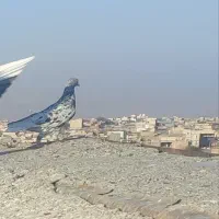 هفرنگ دم سفید ماده