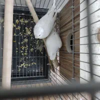 عروس البینو|پرنده|بوکان, |دیوار