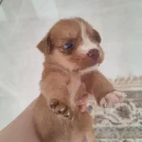 واگذاری پت|سگ|رشت, فلسطین|دیوار