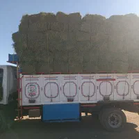 یونجه|خدمات باغبانی و درختکاری|کوهدشت, |دیوار