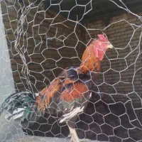 خروس لاری معامله با بلدرچین خاکی