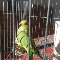 باسلام طوص ملنگو سالم نره فروش