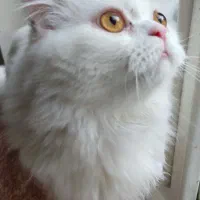 گربه پرشین نر