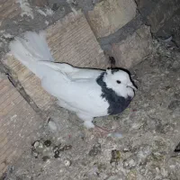 طوقی|پرنده|لاران, |دیوار