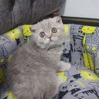 واگذاری گربه