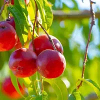 پیشفروش نهال شلیل رفعتی با شرایط چک