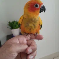 طوطی خورشیدی