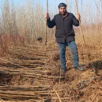 فروش نهال پایه رویشی مهندس رضا خیرخواه