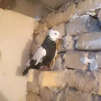 ۶ عدد کفتر پرشی مال تربت