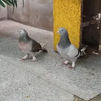 کبوتر