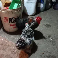 فروش دو جفت مرغ خروس کوشین|حیوانات مزرعه|قائمشهر, |دیوار