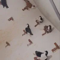 نر پریده|پرنده|راور, |دیوار