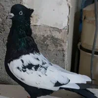 سینه سیاه دم سیاه قواره دار