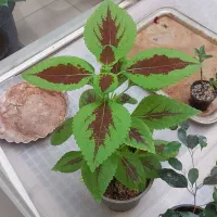 گل و گیاه