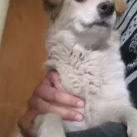 واگذاری اشپیتز