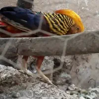 مرغ خروس پرند‌ه|پرنده|یاسوج, |دیوار