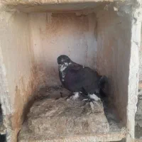 کبوتروکفترتهرانی