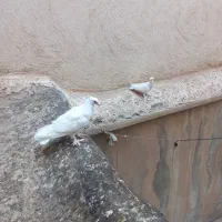 کفتر راعبی سفید،