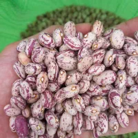 بذر اصلاح شده لوبیا چیتی گو قین