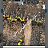 شعبه فعال مو