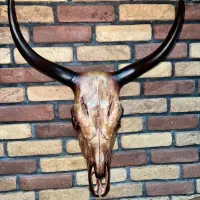 جمجمه گاو استخون واقعی